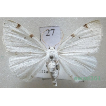 Lomographa bimaculata (Fabricius, 1775) Czech27